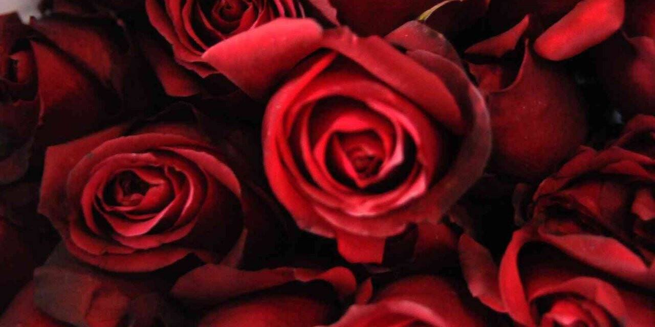 Sevgililer Günü’nde gülün fiyatı el yakacak