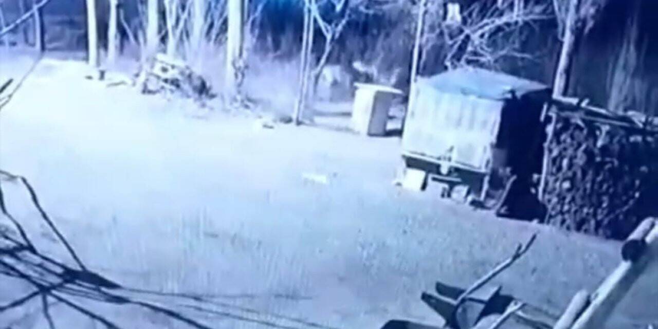 Iğdır’da köye inen 6 aç kurt, köpeği parçaladı