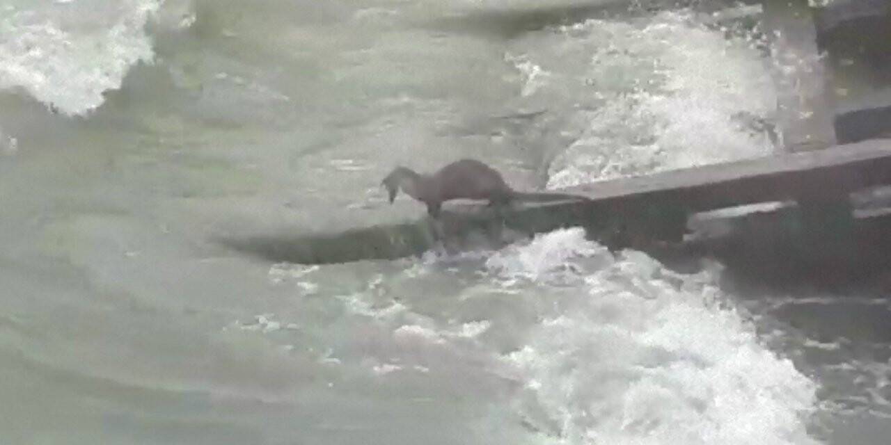 Kuşadası sahillerinde tatlı su samuru görüldü