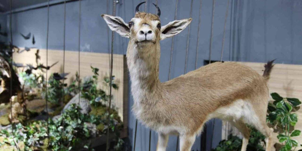 Ekosistem, Kırşehir’de oluşturulan müze ile anlatılıyor