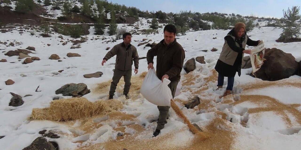 Yaban hayvanları için doğaya yem bıraktılar