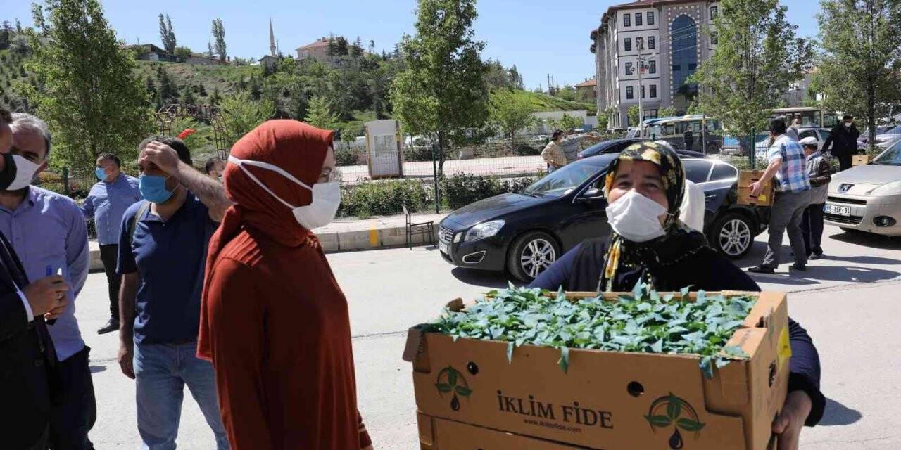 Akyurt’ta sebze fidesi desteğinde başvurular başlıyor