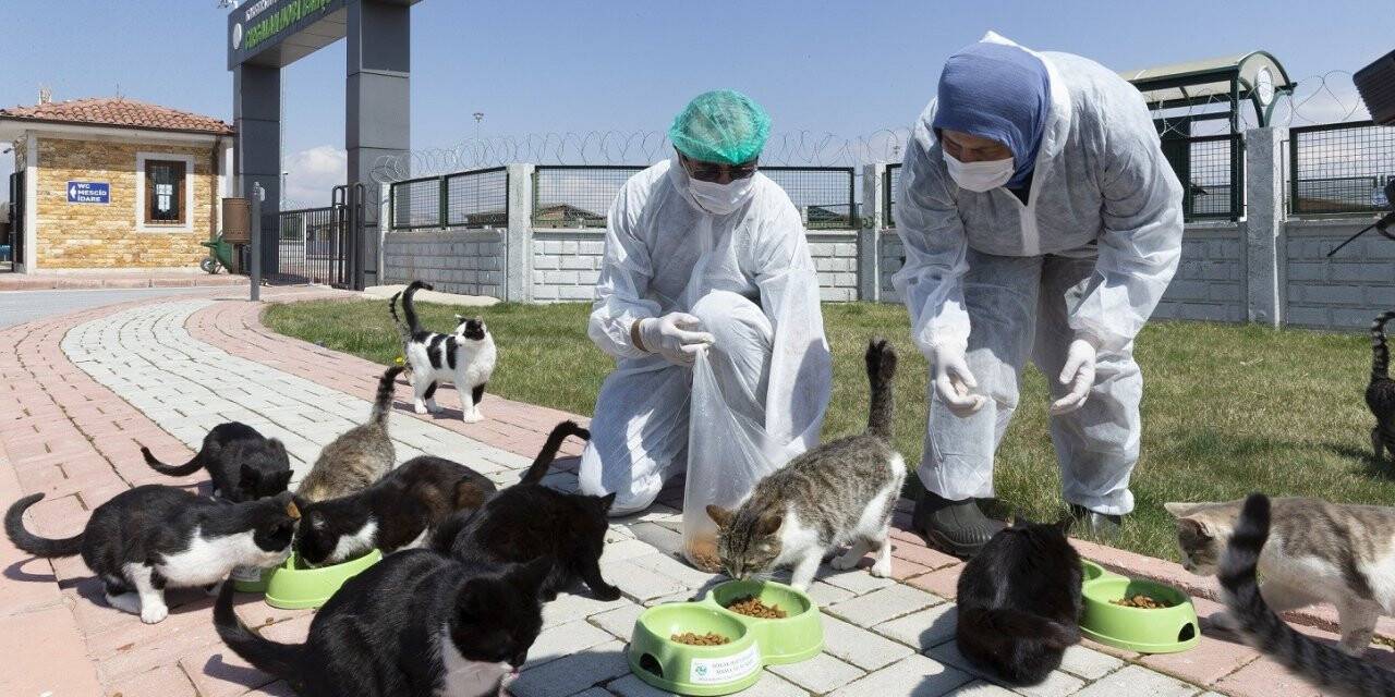 Büyükşehirden sokak hayvanları için 48 ton mama desteği