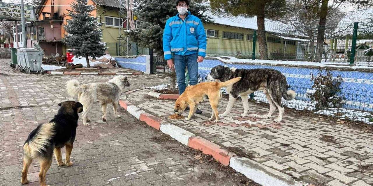 Şaphane’de sokak hayvanlarına mama desteği