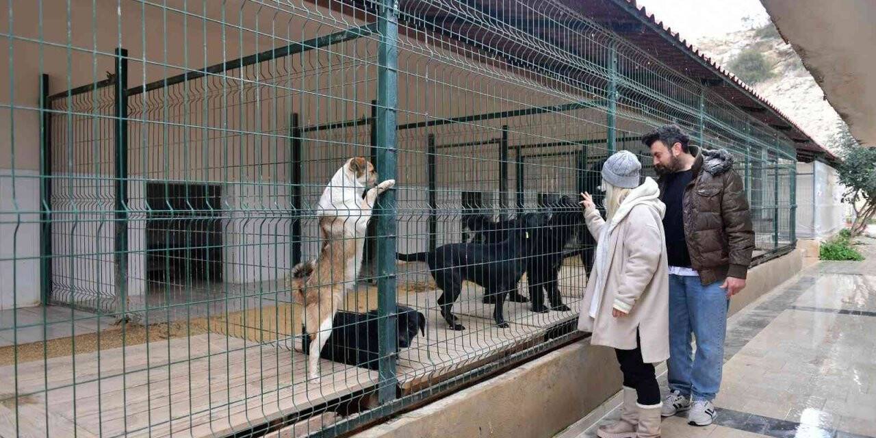 Mersin’de ocak ayında 29 köpek yeni yuvalarına kavuştu