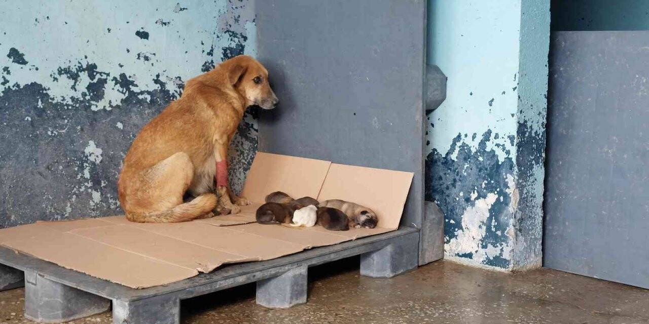 Avcılar’da zehirlenen hamile köpek 5 yavru dünyaya getirdi