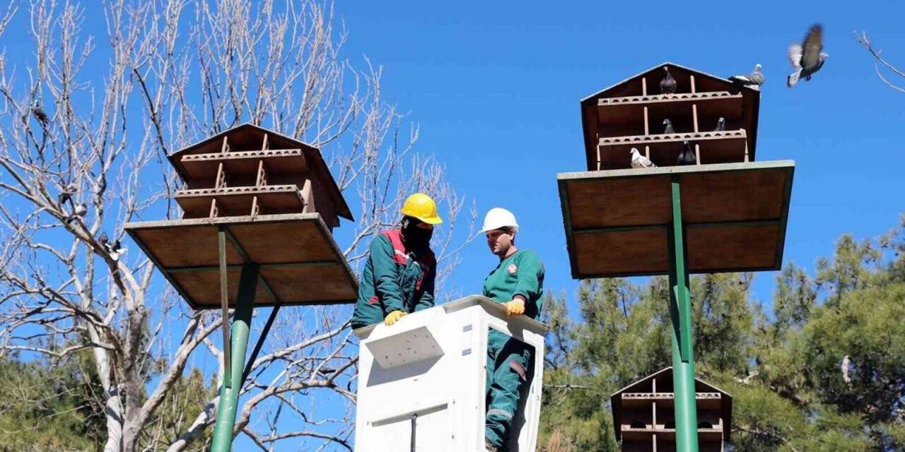 Kuş yuvalarına hassas bakım