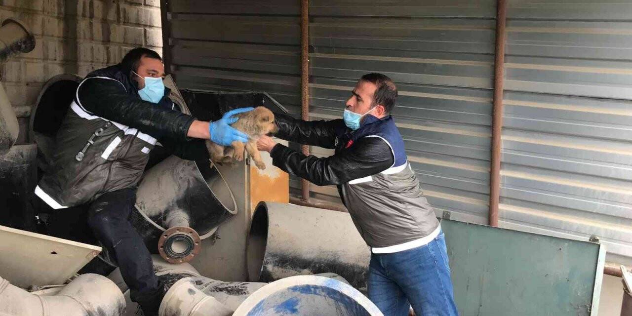 HAYDİ ekipleri yaralı anne köpek ve yavruları için seferber oldu