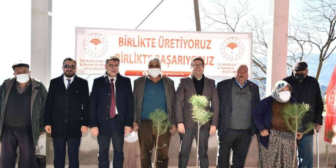 Bin adet çam fıstığı dağıtıldı