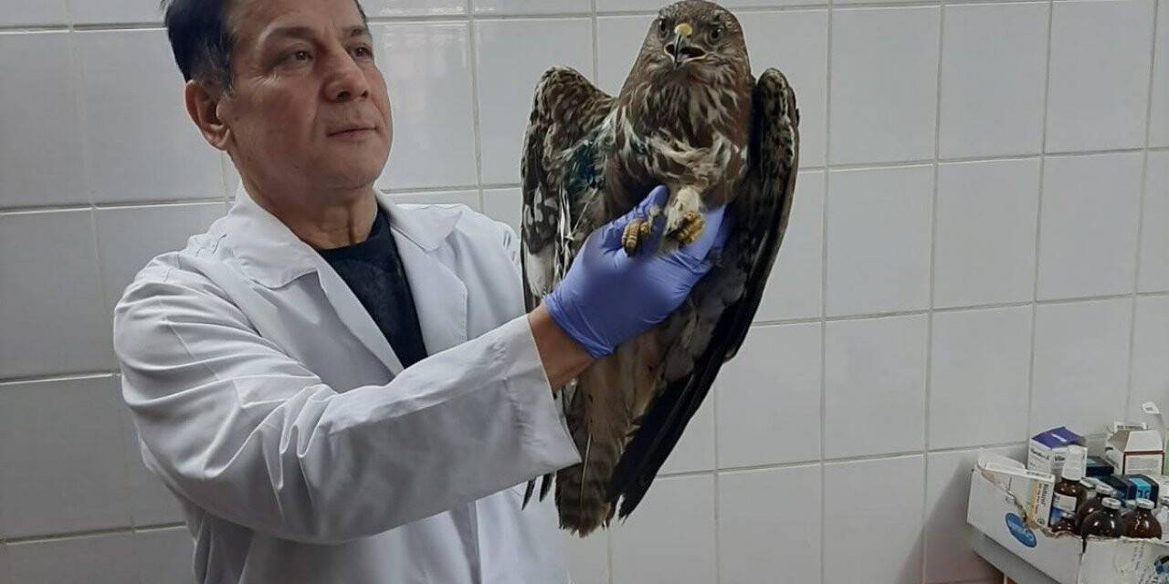 Manisa’da yaralı kızıl şahin tedavi altına alındı