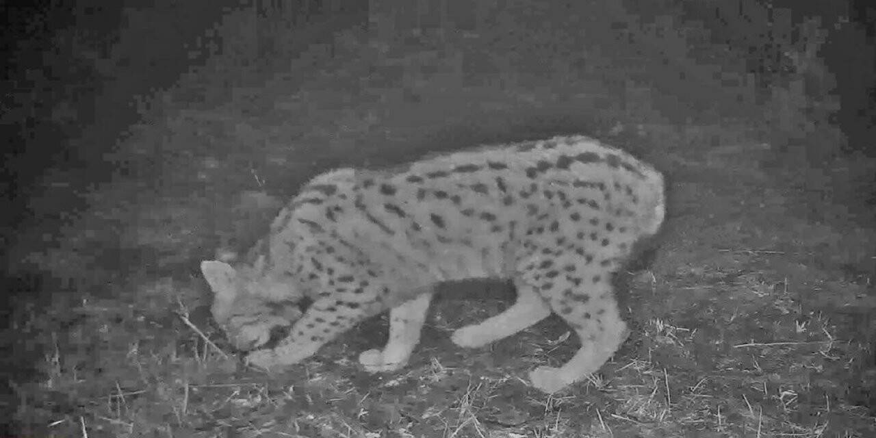 Samsun’da nesli tükenme tehlikesinde olan vaşak ve yaban kedisi fotokapanla görüntülendi