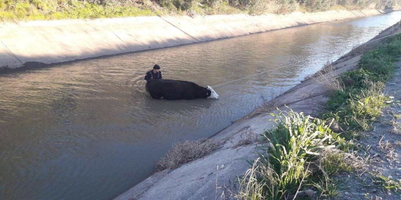 Ateş savaşçıları bu defa buz gibi suda can kurtarmak için seferber oldu