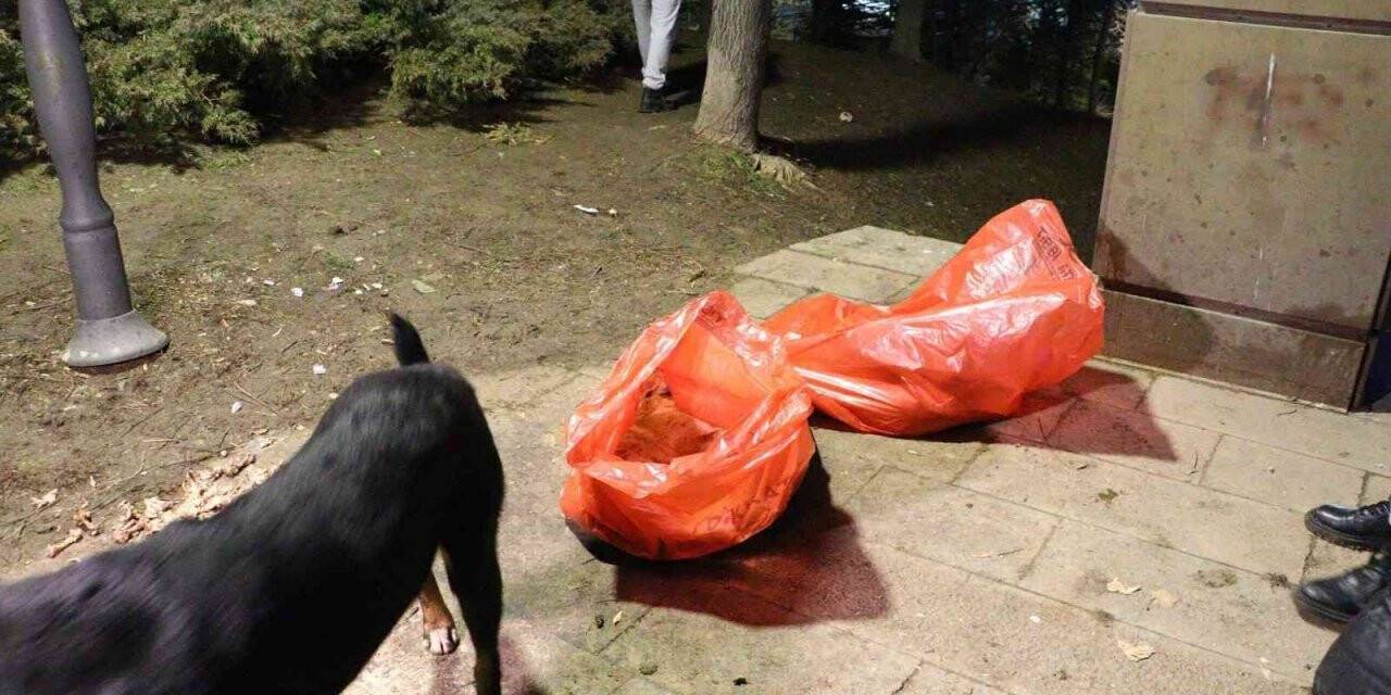 Ankara’da bir köpek zehirlenerek telef edildiği iddia edilen 8 yavru köpeğin başından dakikalarca ayrılmadı