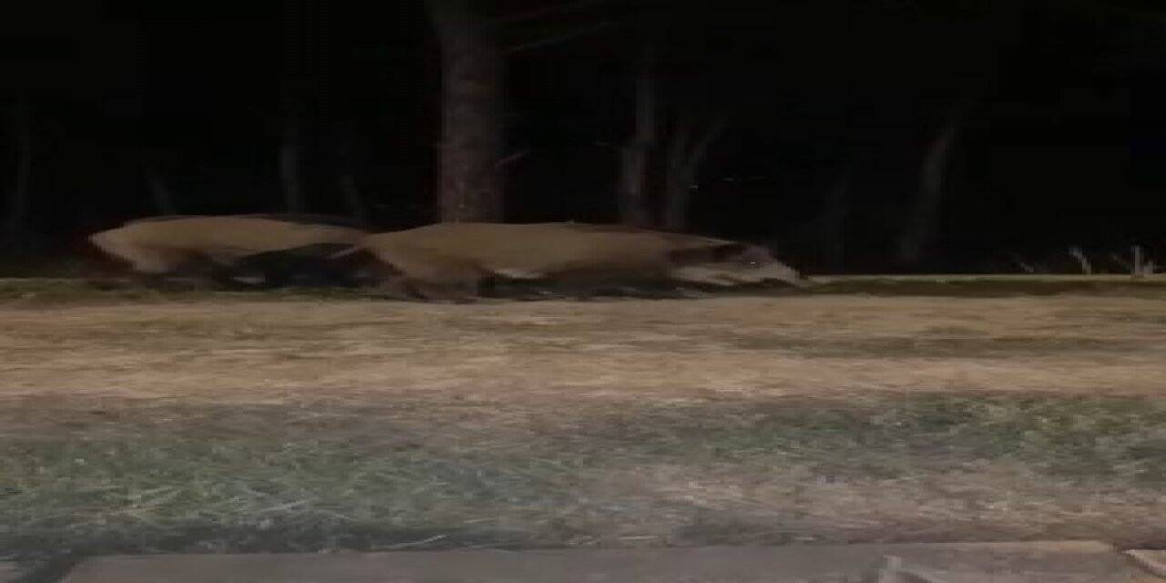 Beykoz’da aç kalan domuzlar şehre indi