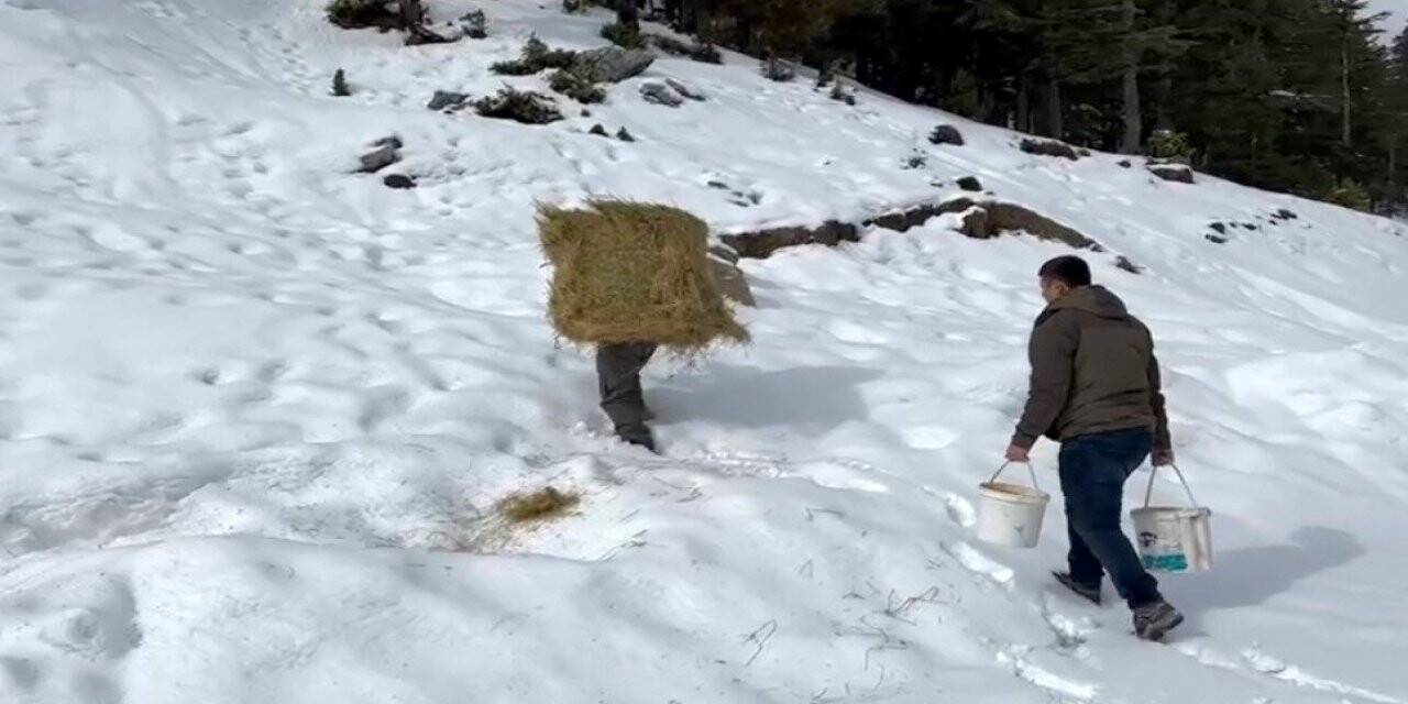 Diz boyu karda yaban hayvanları için sırtında yonca balyası taşıdı