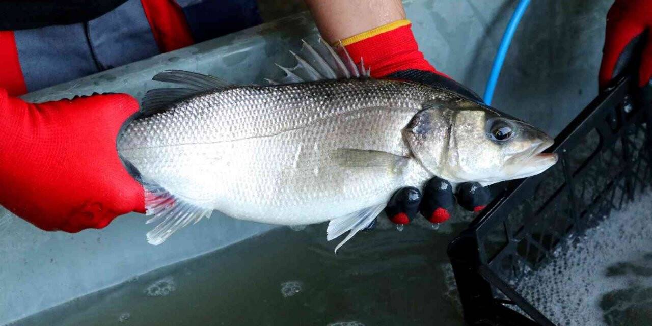 Yerli levrek üretiliyor... Akyatan Lagününden anaç levrekler toplandı