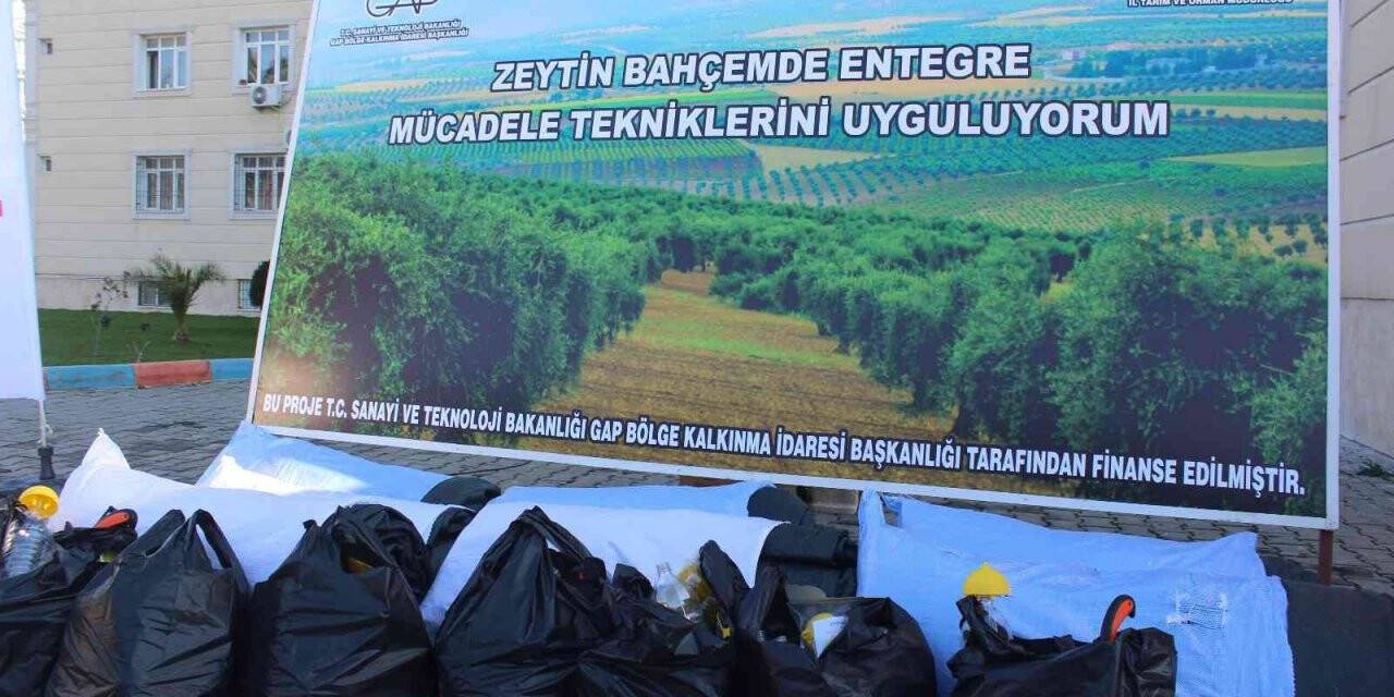 Zeytin üreticisine devlet desteği sürüyor