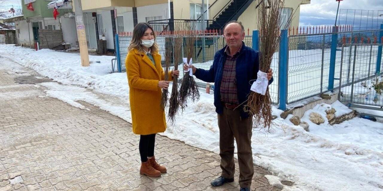 Antalyalı çiftçilere ceviz ve meyve ağacı fidanı dağıtımı