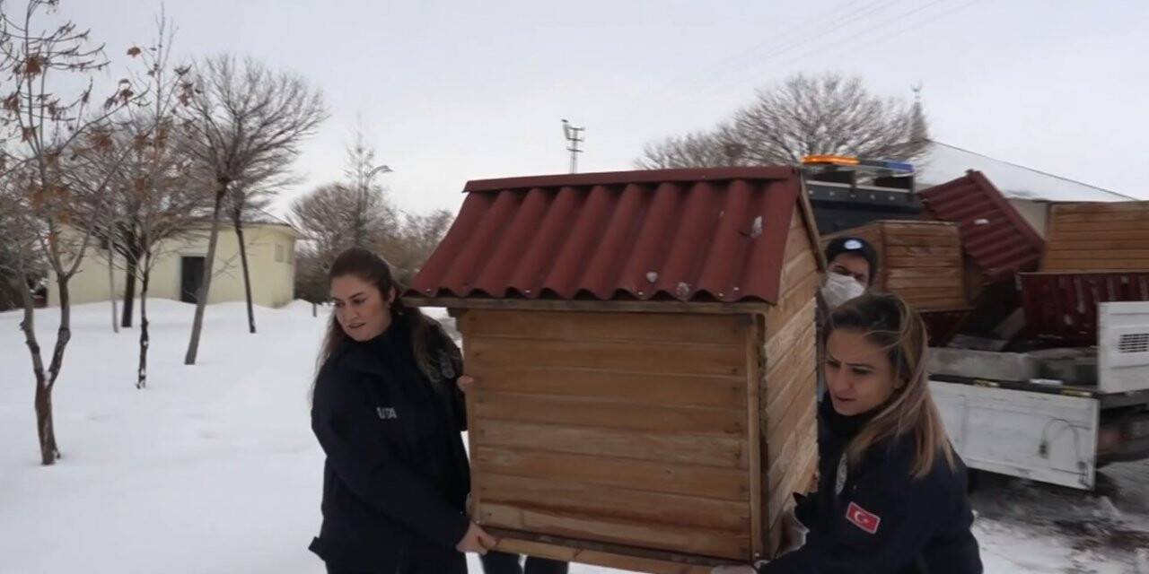 Erciş Belediyesinden sokak hayvanları için kulübe