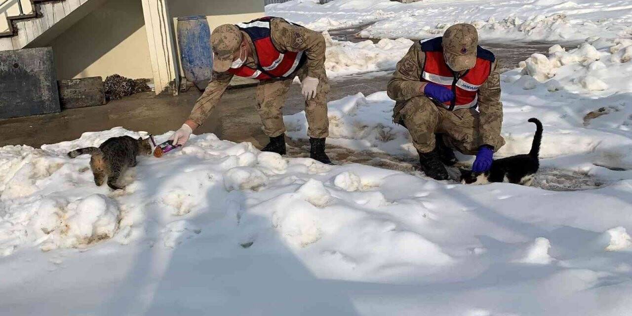 Jandarma sokak hayvanlarını elleriyle besledi
