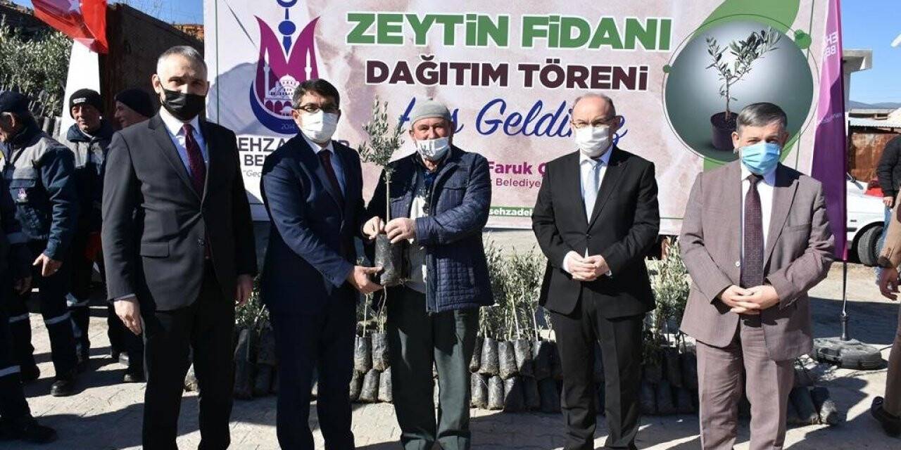 Şehzadeler Belediyesi 20 bin zeytin fidanı dağıttı