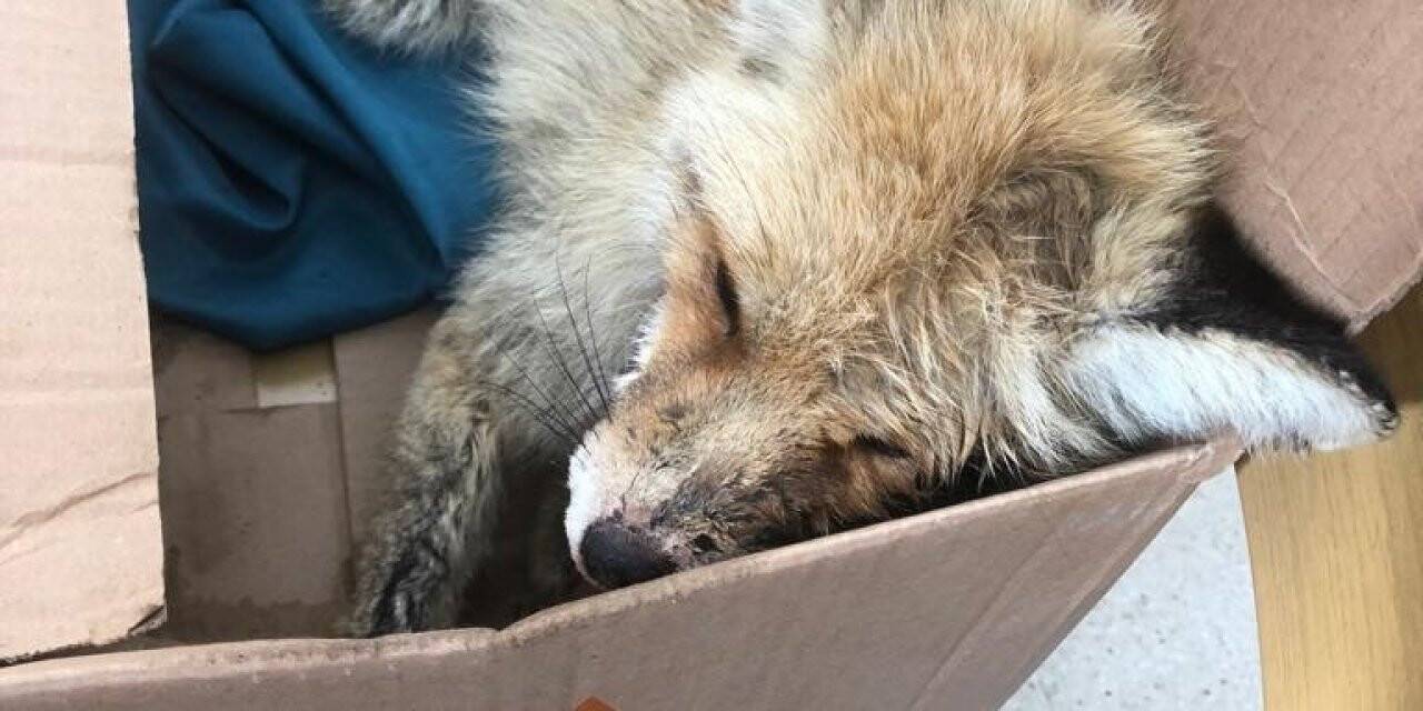 Yaralı tilkiye jandarma şefkati