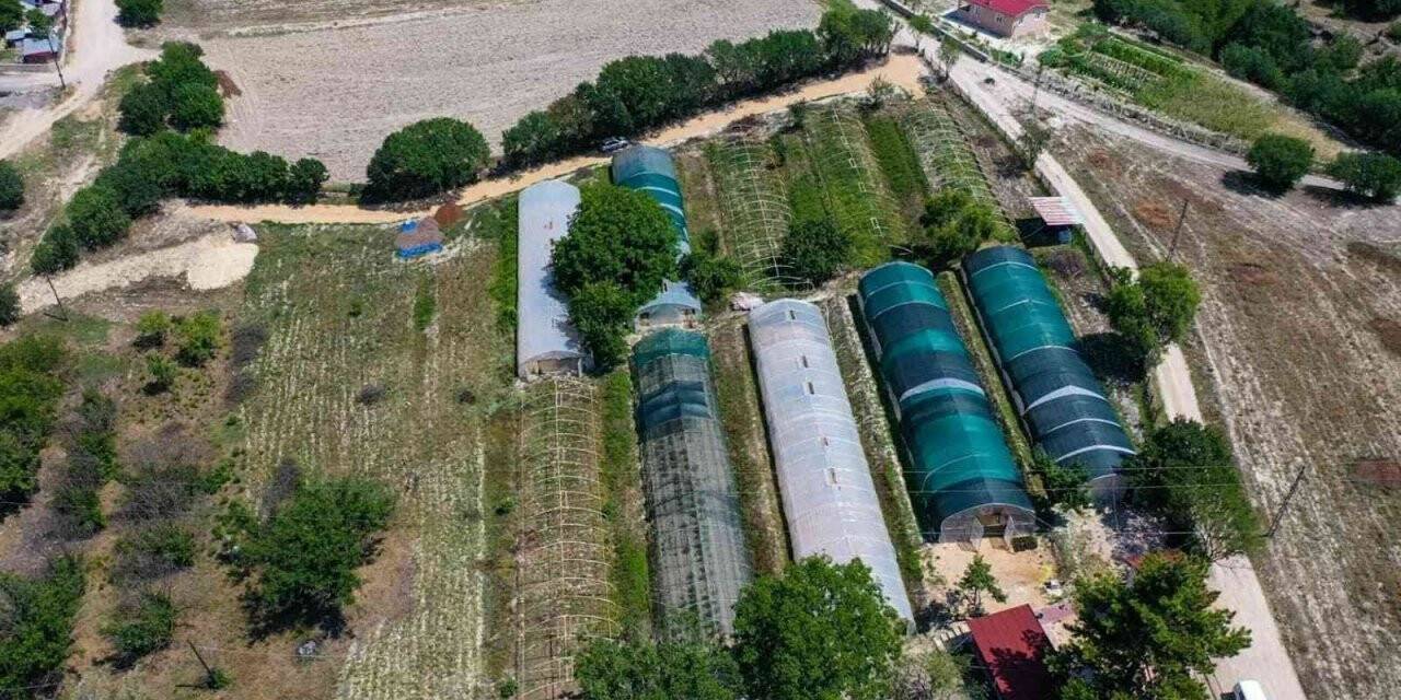 Safranbolu Belediyesi 1 yılda 130 bin çiçek üretti