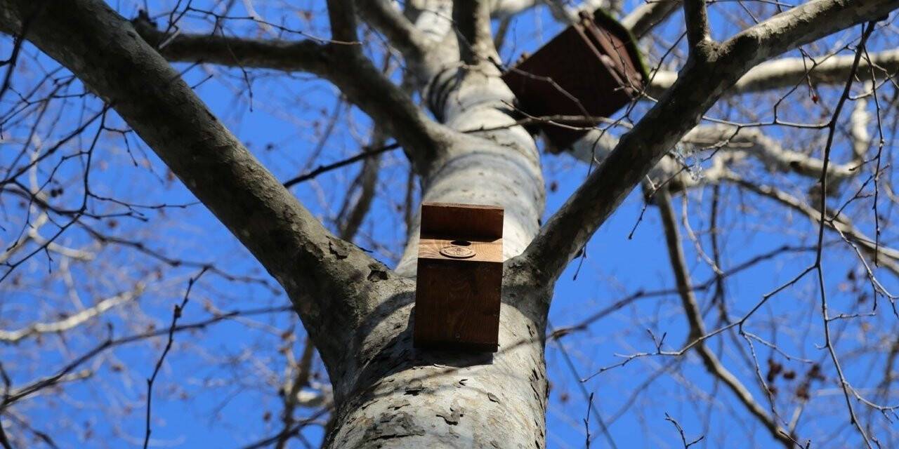 Rize’de belediyeden ağaçlara kuş yuvası