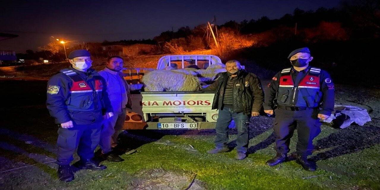 Ayvalık’ta koyun hırsızlarına jandarmadan kaçamadı