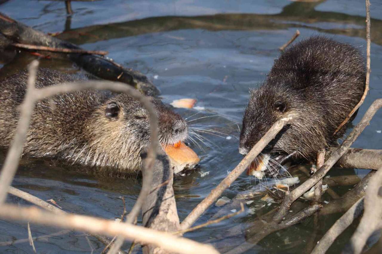 Edirne’nin su maymunları artık ekmek de yiyor
