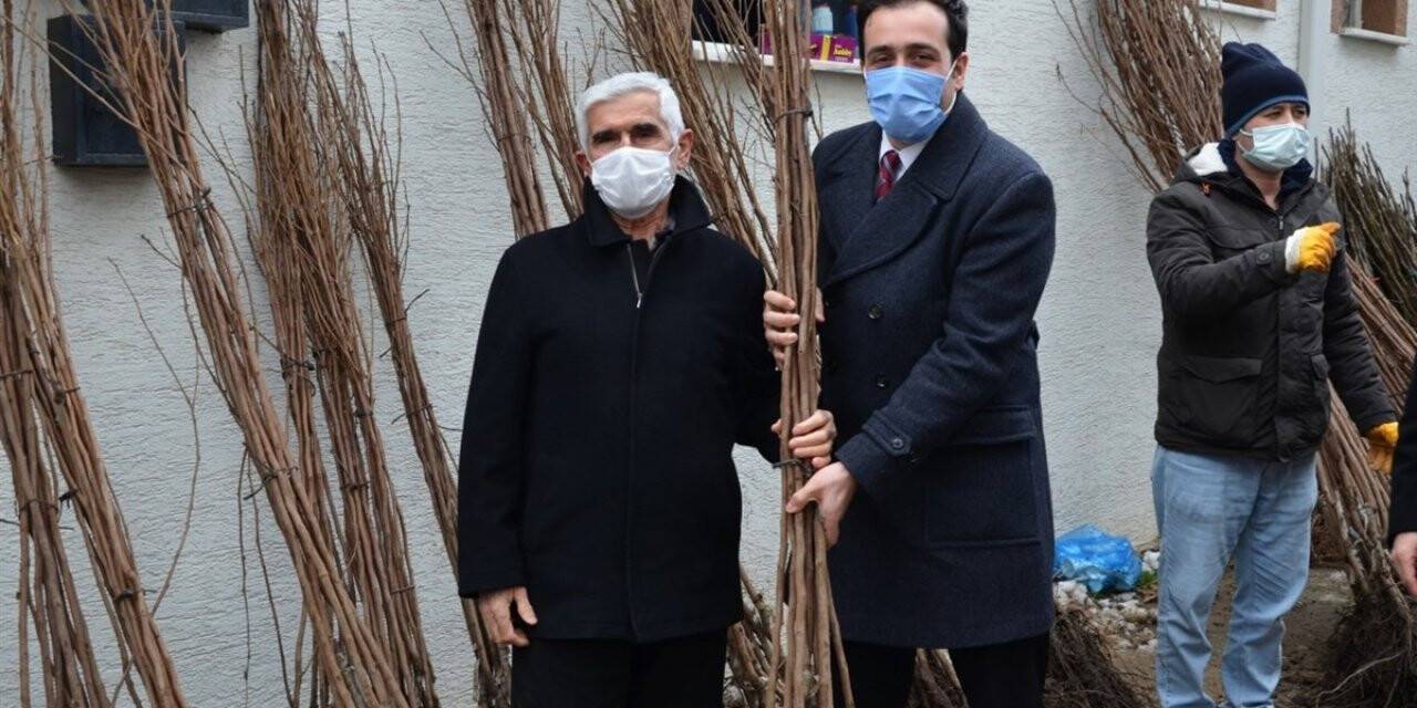 Çiftçilere 3 bin 350 adet cennet hurması ve incir fidanı ücretsiz dağıtıldı