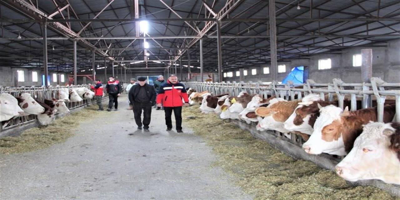 Iğdır’da hayvanlar için aşılama çalışmaları devam ediyor