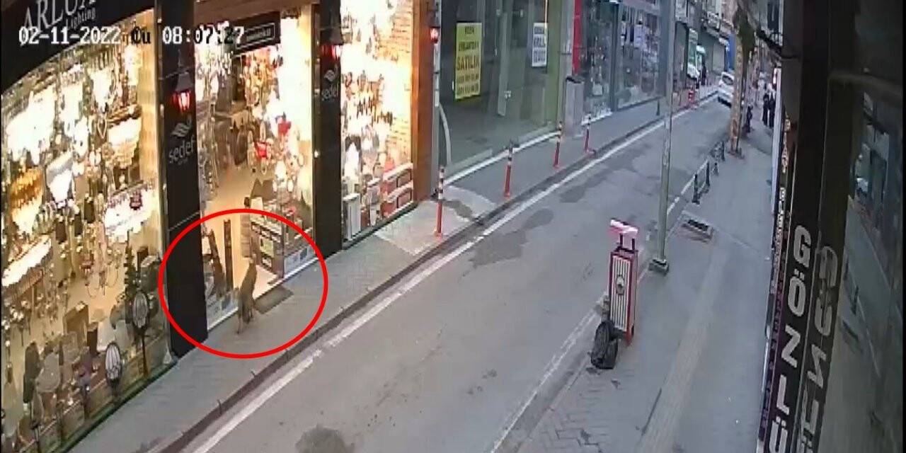 Samsun şehir merkezinde ’tilki’ paniği