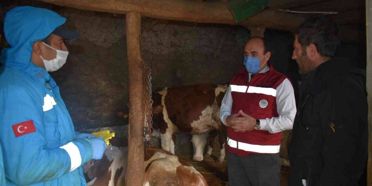 Bayburt’ta 2022 yılı ilkbahar dönemi şap aşılama programı başladı