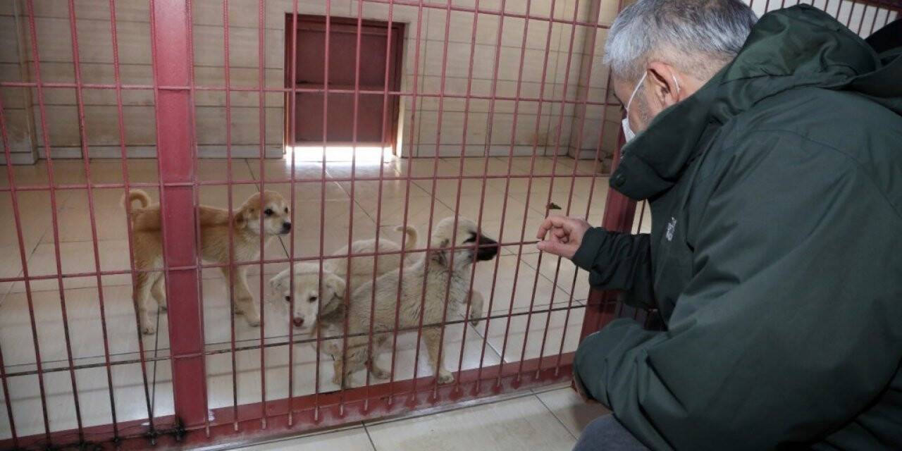 Elazığ Belediyesi Hayvan Bakım Evi ziyarete açılıyor
