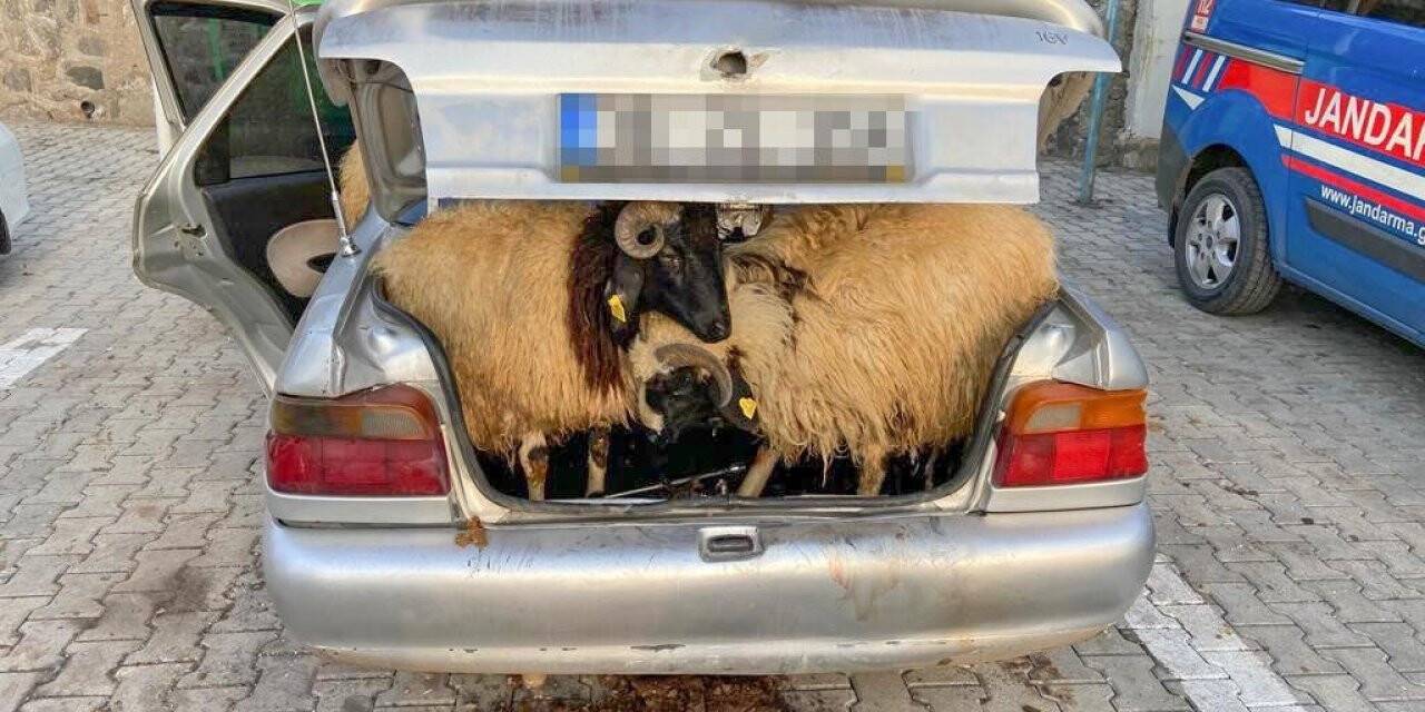 Diyarbakır’da koyun hırsızı JASAT ekiplerinden kaçamadı