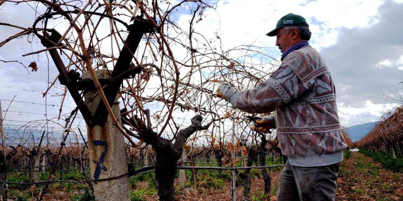 Üzüm bağlarında kışlık bakımlar devam ediyor