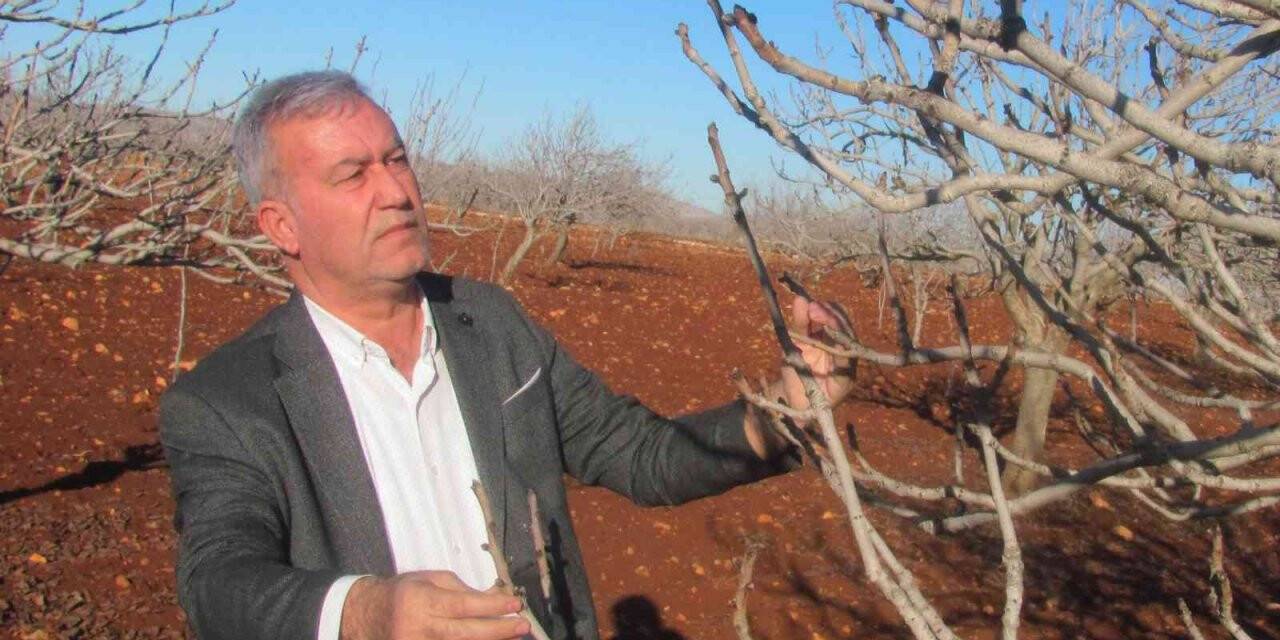 Araban Ovası suya doydu, çiftçilerin yüzü gülüyor