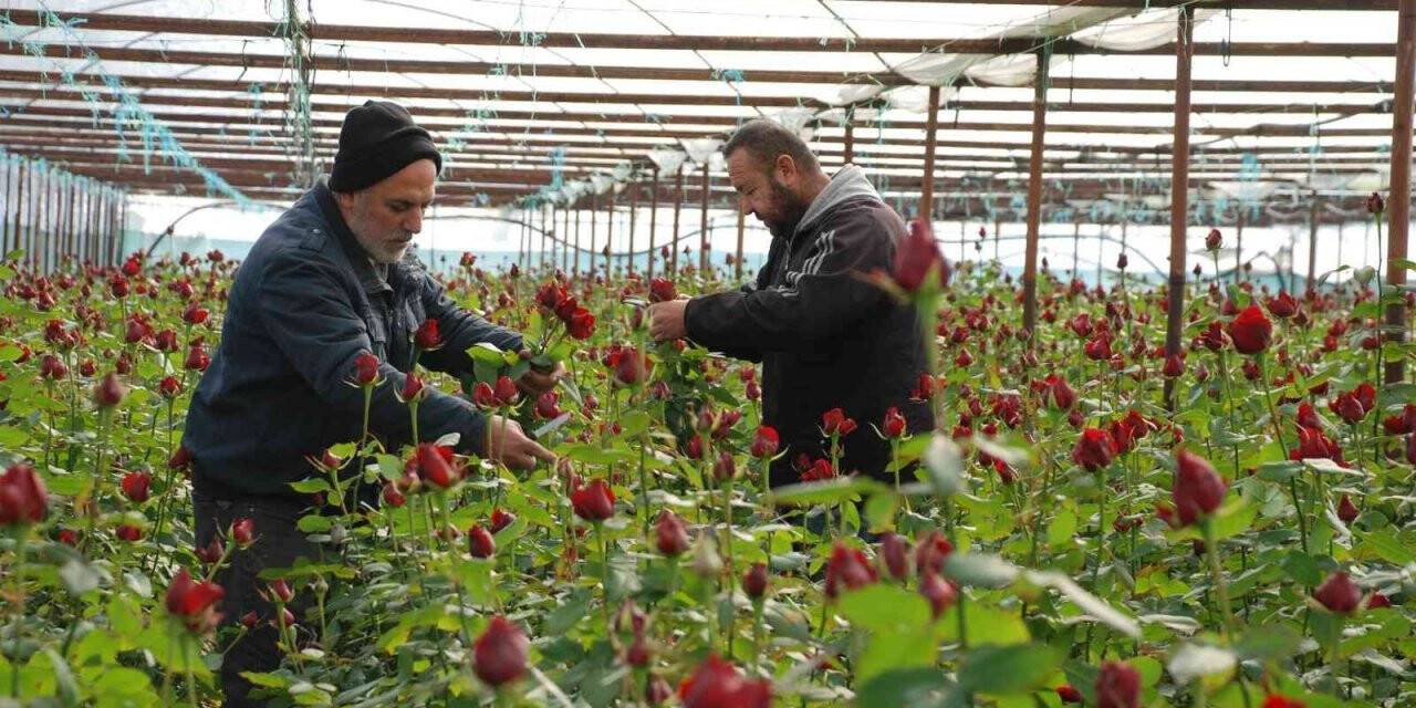İzmir Menderes’te yoğun 14 Şubat mesaisi