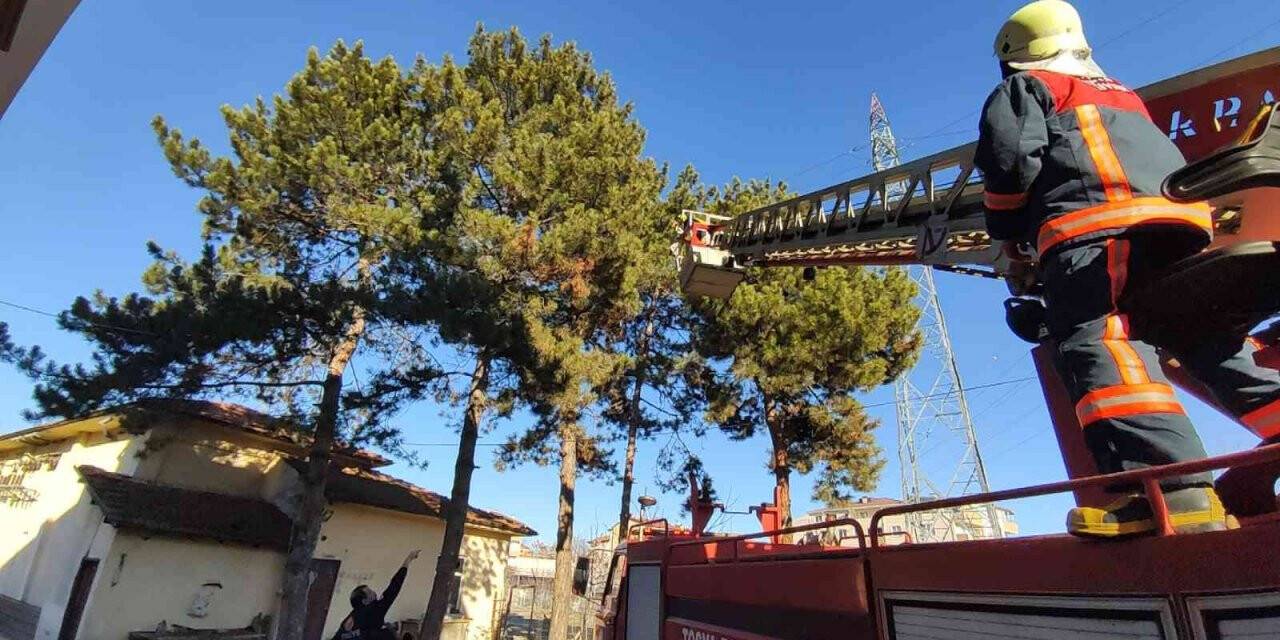 Kaçan papağanı yakalamak için seferber oldular