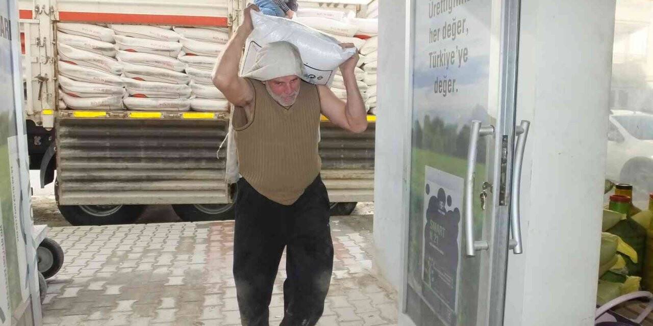 Burhaniye’de zeytinde gübreleme başladı