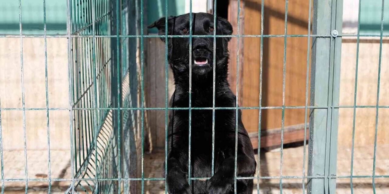 Ortaokul öğrencilerinin geliri barınaktaki hayvanlara mama oldu