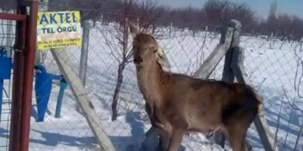 Kaçak avcıların elinden kaçmayı başardı