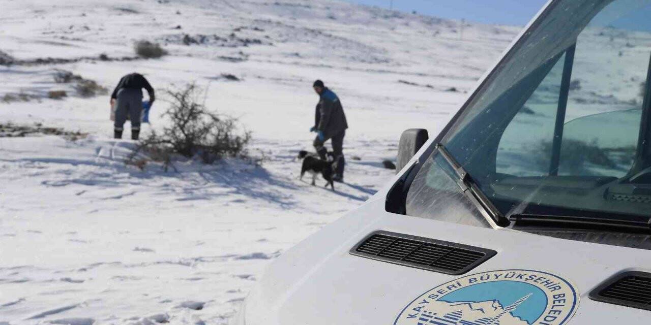 Sokak hayvanlarına mama bırakıldı