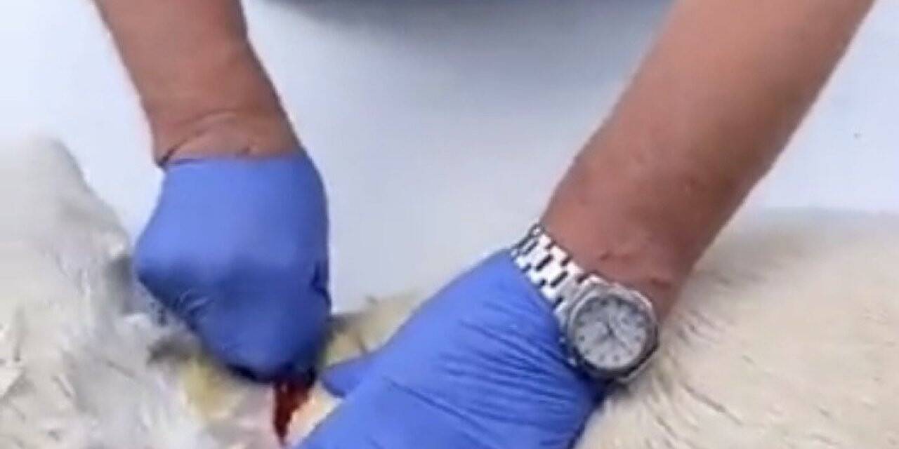 Köpeği anestezisiz kısırlaştıran veteriner hekim hakkında soruşturma