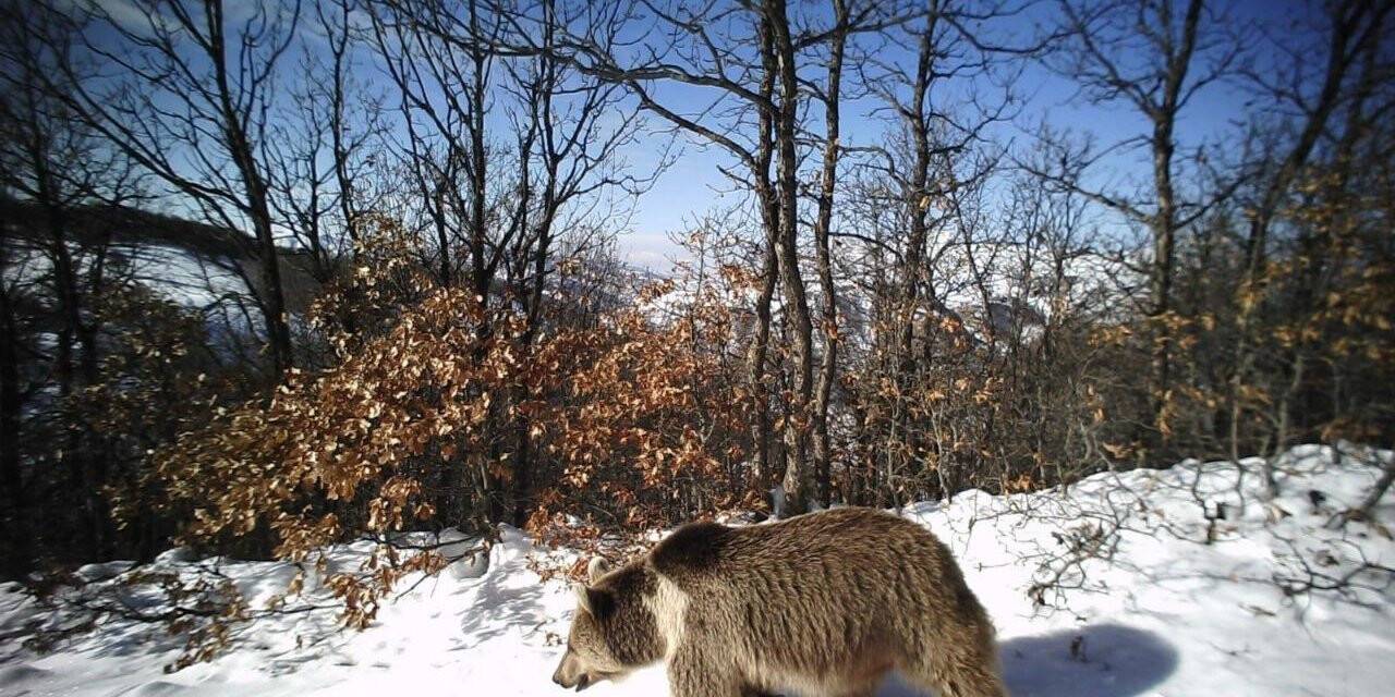 Erzincan’da yaban hayat fotokapanlarla görüntülendi