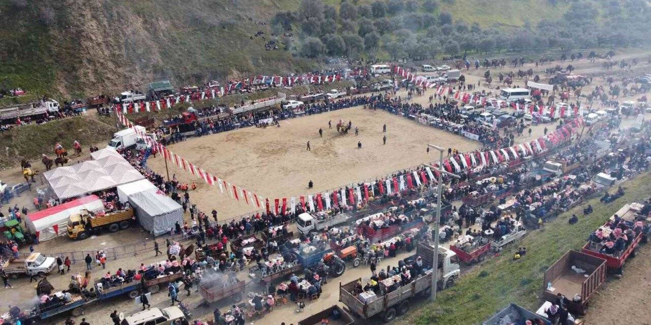 Deve Güreşi tutkunları Kuyucak’ta buluştu