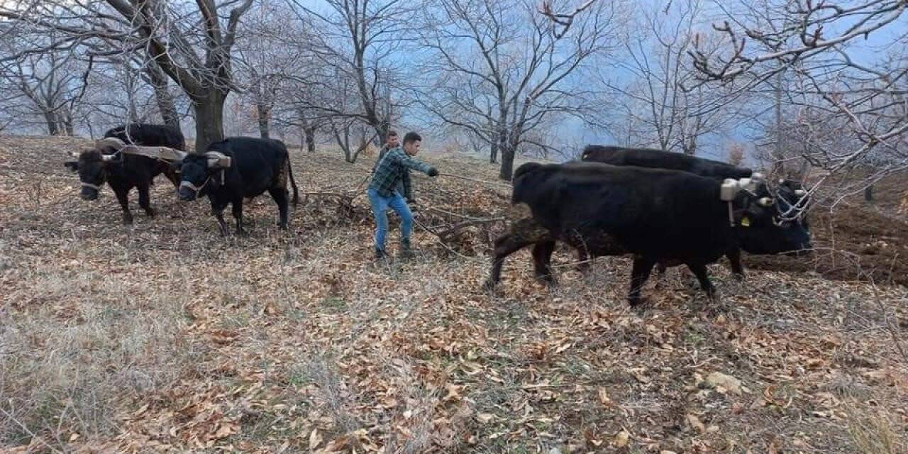 Aydın’da soğuklar bitti, tarım alanlarında çalışmalar başladı
