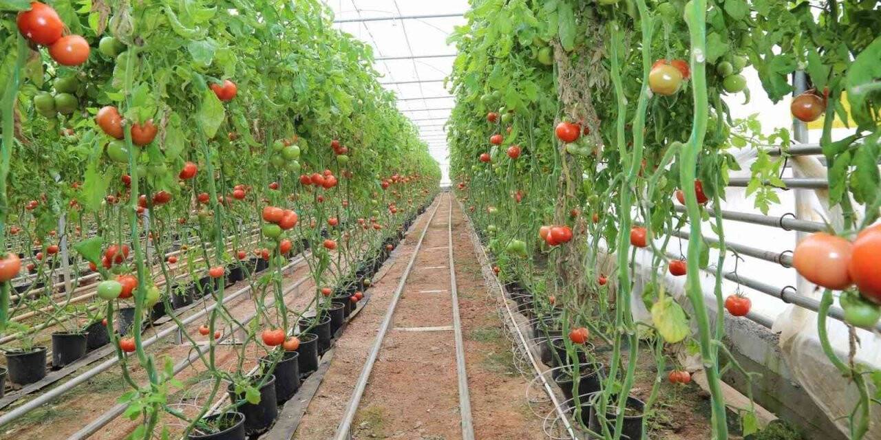 Simav Jeotermal Sera TDİOSB’de bin 500 kişiye istihdam imkanı