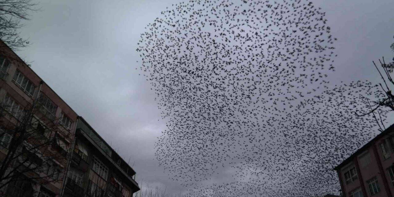 Her gün aynı saatte gökyüzünde müthiş koreografi